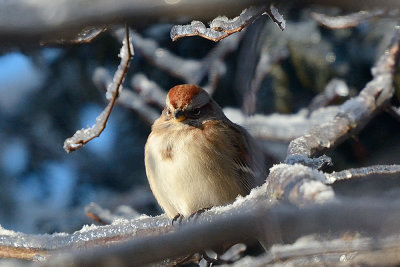tree-sparrow-40610.jpg