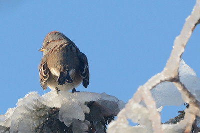 tree-sparrow-40581.jpg