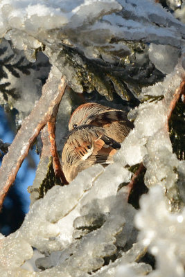 tree-sparrow-40588.jpg