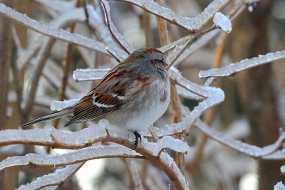 tree-sparrow-40552.jpg