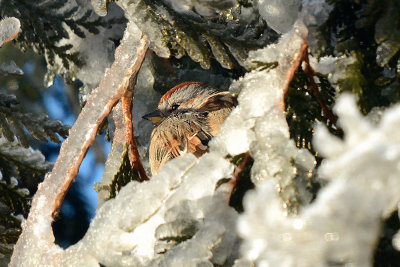 tree-sparrow-40592.jpg