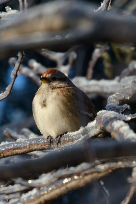 tree-sparrow-40600.jpg