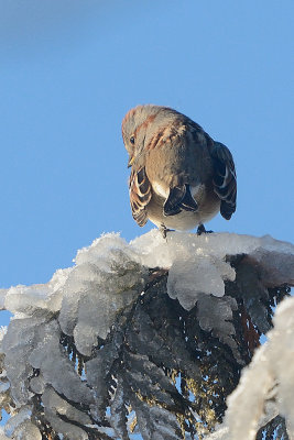 tree-sparrow-40580.jpg