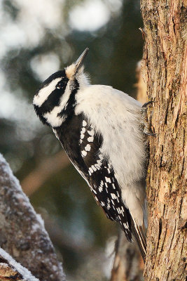 hairy-woodpecker-40549.jpg