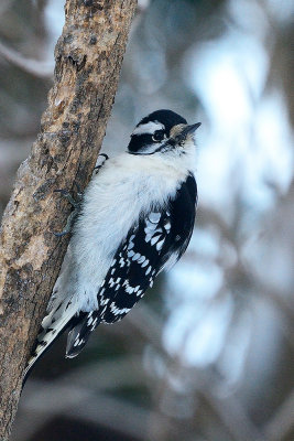 hairy-woodpecker-40555.jpg