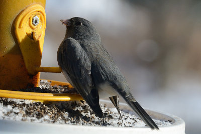 junco-on-feeder-40429.jpg