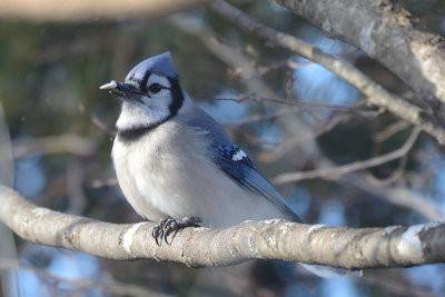 bluejay-0263.jpg