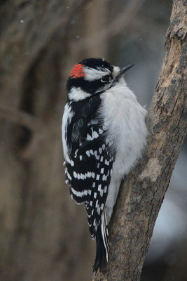 downy-woodpecker-0240.jpg