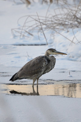 blue-heron-66365.jpg
