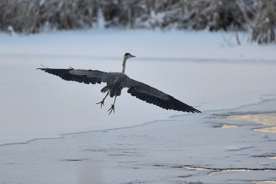 blue-heron-66382.jpg