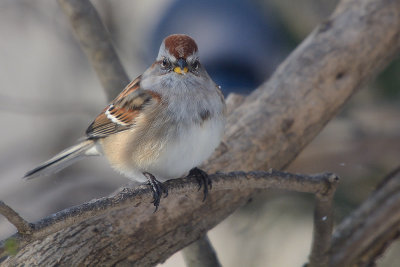 tree-sparrow-0265.jpg