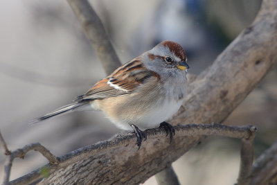 tree-sparrow-0264.jpg