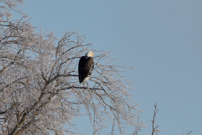 bald-eagle-(crop-30%-of-750mm-lense-frame)-40617.jpg