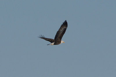 bald-eagle-(crop-30%-of-750mm-lense-frame)-40618.jpg