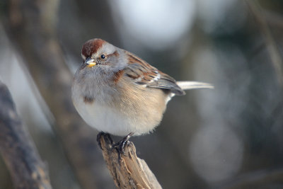 tree-sparrow-0267.jpg