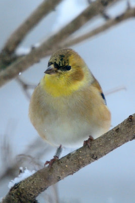 goldfinch-(banded)-40685.jpg