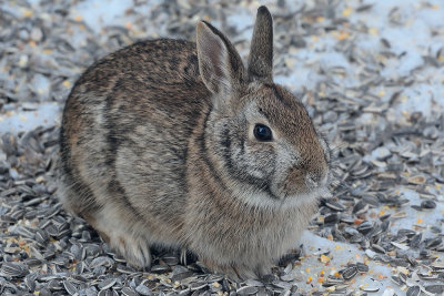 cottontail-rabbit-40677.jpg