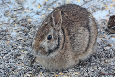 cottontail-rabbit-40672.jpg