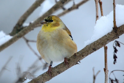 goldfinch (banded)-40691.jpg