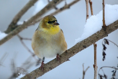 goldfinch-(banded)-40688.jpg