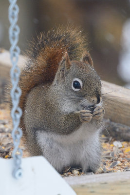 red-squirrel-40716.jpg