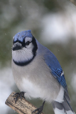 blue-jay-40698.jpg