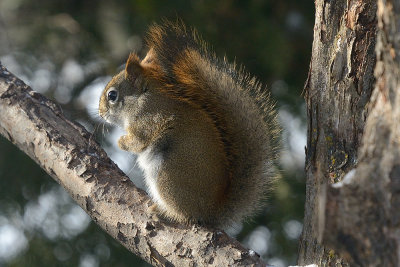 red-squirrel-40733.jpg