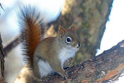 red-squirrel-40731.jpg