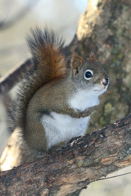 red-squirrel-40728.jpg