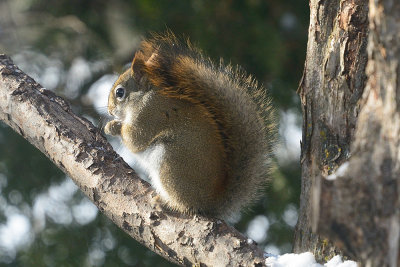 red-squirrel-40732.jpg