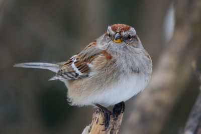 tree-sparrow-40829.jpg