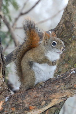 red-squirrel-40786.jpg