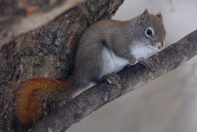 red-squirrel-40835.jpg