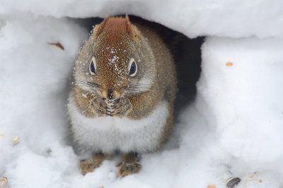 red-squirrel-40793.jpg