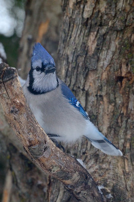 blue-jay-40856.jpg