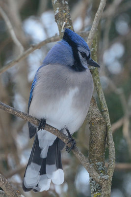 blue-jay-40872.jpg