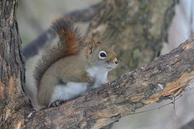 red-squirrel-40892.jpg