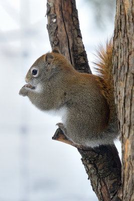 red-squirrel-40824.jpg