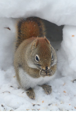 red-squirrel-40796.jpg