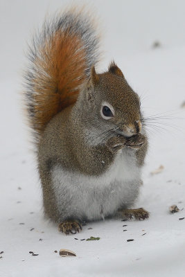 red-squirrel-40821.jpg