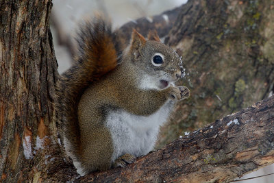 red-squirrel-40785.jpg