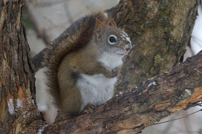 red-squirrel-40784.jpg