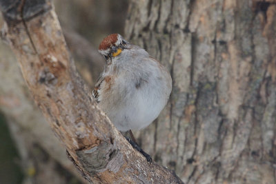 tree-sparrow-40879.jpg