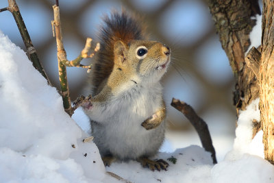 red-squirrel-66880.jpg