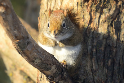 red-squirrel-66883.jpg