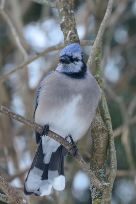 blue-jay-40870.jpg