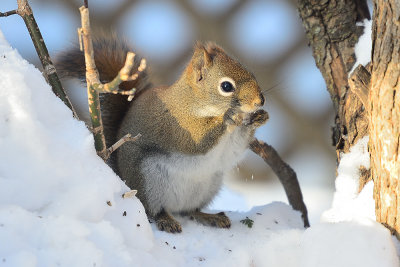 red-squirrel-66877.jpg