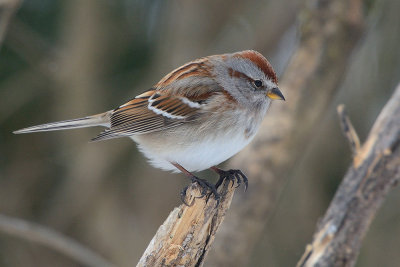 tree-sparrow-40880.jpg