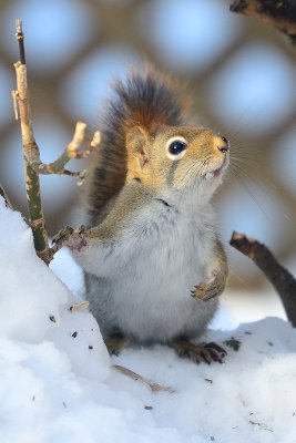 red-squirrel-66879.jpg