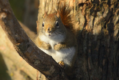 red-squirrel-66882.jpg